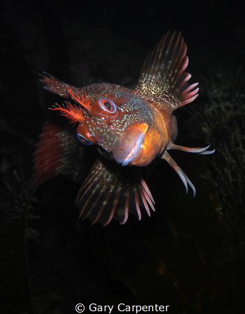 
Tompot blenny (Parablennius gattorugine) - Picture take... by Gary Carpenter 