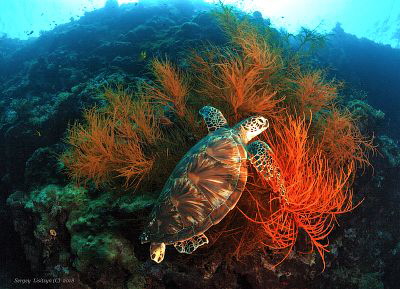 Quiet time.Sipadan - the island of turtles. by Sergey Lisitsyn 