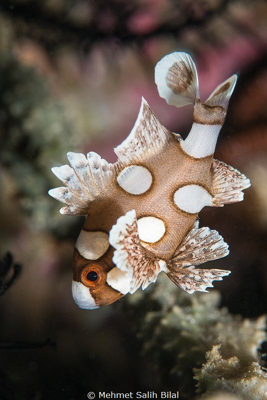 Juvenile sweetlips. by Mehmet Salih Bilal 