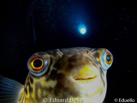 Made in clear water at TODI. by Eduard Bello 