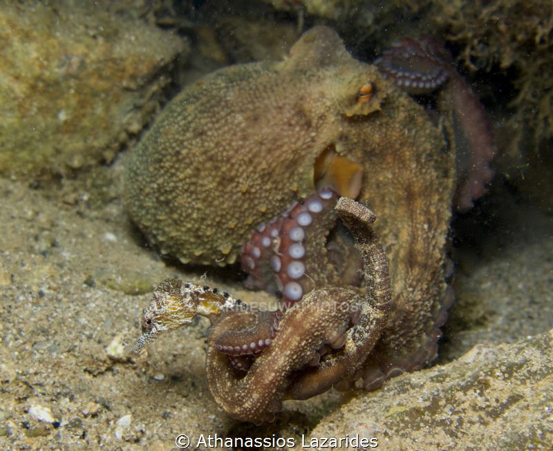 David vs Goliath  - Sea-horse vs Octopus by Athanassios Lazarides 