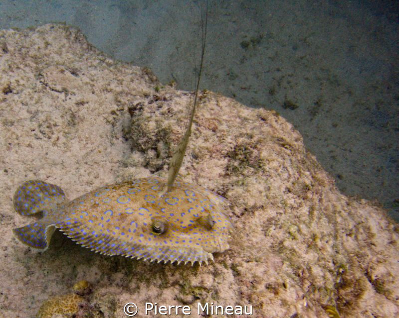 Peacock flounder in the shallows by Pierre Mineau 
