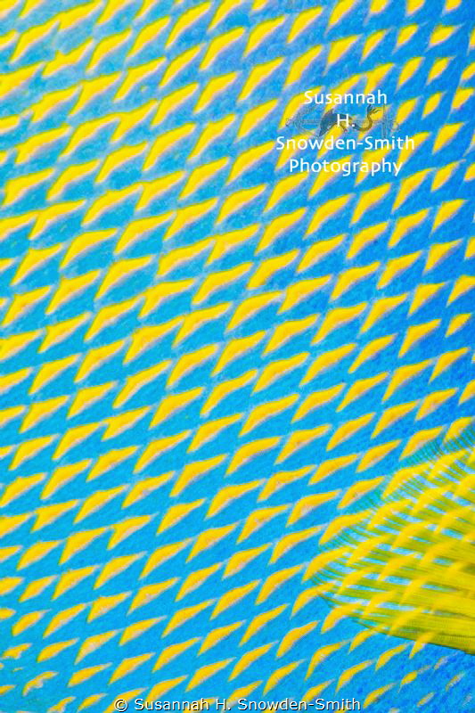 "Electric Yellow" - Detail of a queen angelfish's scales ... by Susannah H. Snowden-Smith 