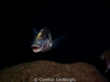 Sparus aurata
Just on time by Cumhur Gedikoglu 