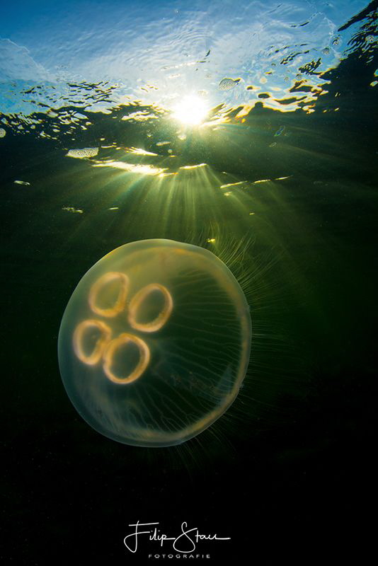 Common jellyfish (Aurelia aurita), Zeeland, The Netherlands. by Filip Staes 