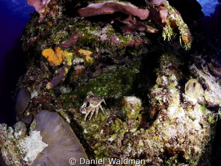 Crab by coral Heads by Daniel Waldman 