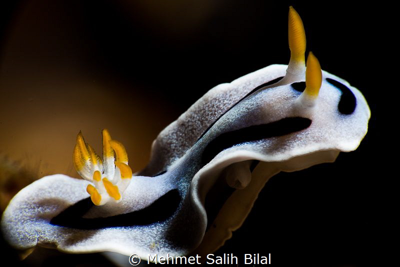 Chromodoris dianae. by Mehmet Salih Bilal 