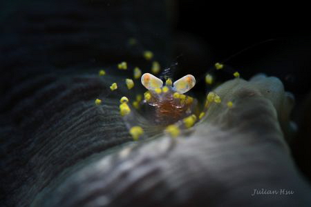 Pliopontonia furtiva by Julian Hsu 