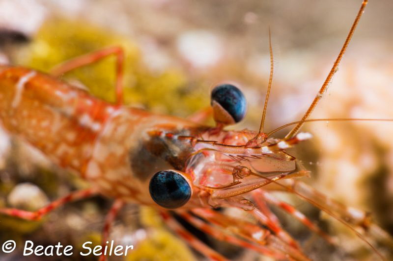 Shrimp at night dive by Beate Seiler 