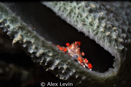 №Observers" or "Small and smaller" by Alex Levin 