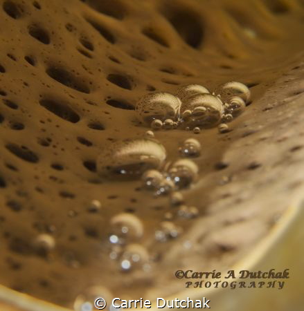 Defying Gravity by Carrie Dutchak 