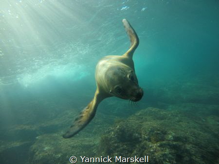 San Carlos Mexico. Awesome time with the sea lions. by Yannick Marskell 