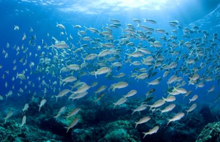 School Of Grunts in Hawaii by Andy Lerner 