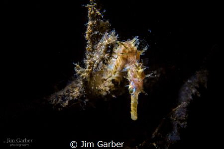 Spiny Sea Horse - Anilao by Jim Garber 
