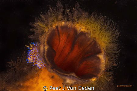 The squirt

It has a colorful but tough  tunic- hence t... by Peet J Van Eeden 