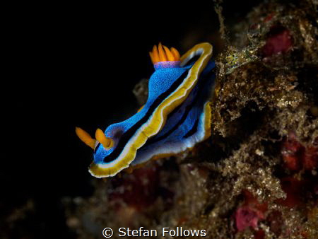 Inclined

Nudibranch - Chromodoris Annae

Padagbai, B... by Stefan Follows 