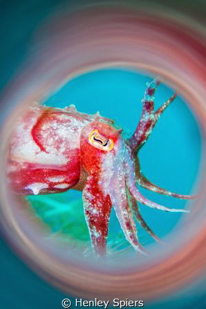 Cuttlefish Salute by Henley Spiers 