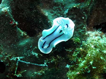 Taken at Bohayan Island, East Malaysia by Dennis Siau 