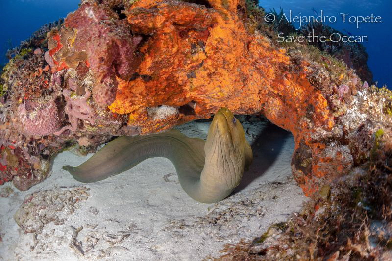 Green Morey in the Cave, Cozumel Mexico by Alejandro Topete 