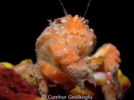 Dromia personata
A Sponge crab by Cumhur Gedikoglu 
