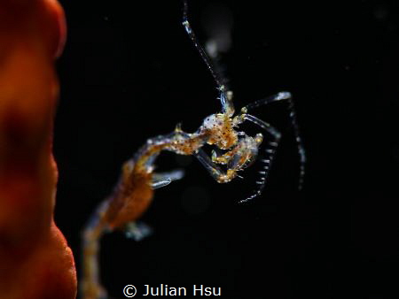 Skeleton Shrimp by Julian Hsu 