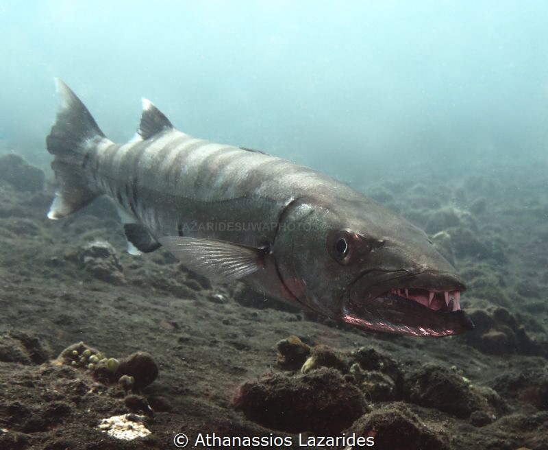 Barracuda at Liberty wreck, Tulamben. by Athanassios Lazarides 