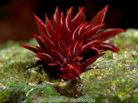 Hermaea variopicta by Cumhur Gedikoglu 