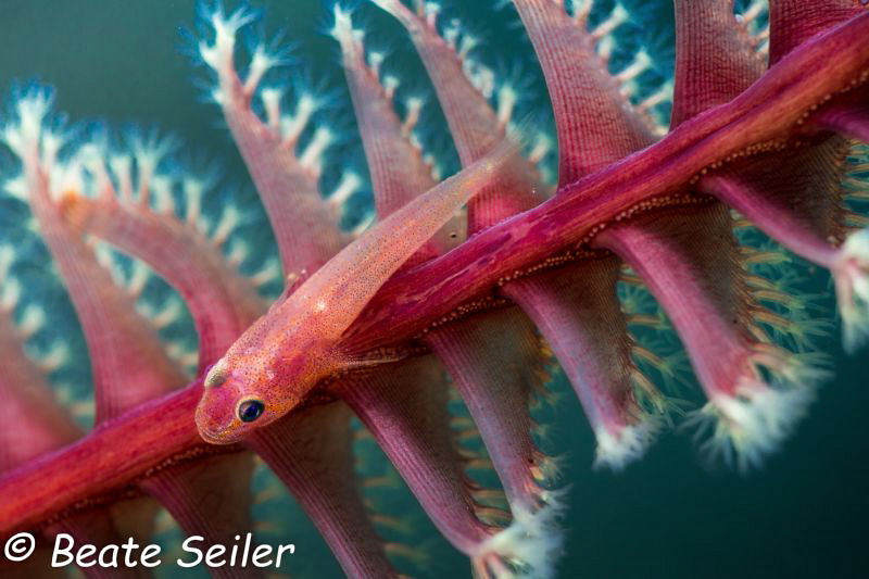 small gobi on a seafeather by Beate Seiler 