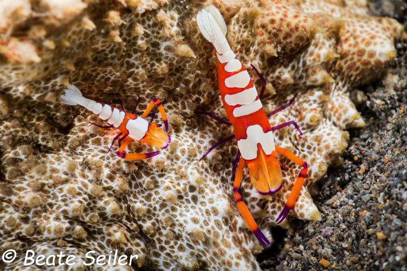 Two guys at work on a seacucumber by Beate Seiler 