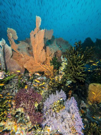 Tokong, a beautiful divespot close to Sumatra. 

The un... by Joerg Lietzmann 
