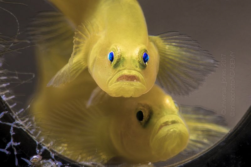 Lubricogobius exiguus 
Two In A Bottle by Wayne Jones 