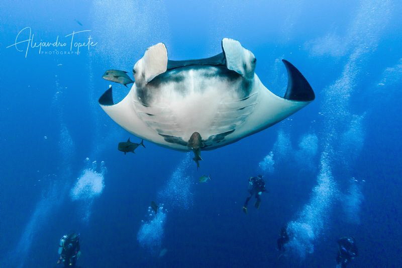 Mantaray in the bubles, Roca Partida México by Alejandro Topete 