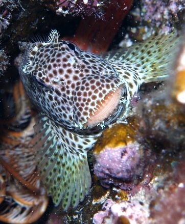 Tiger blenny taken at Ras Umm Sid with Olympus E300. by Nikki Van Veelen 
