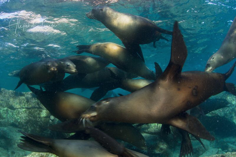 Sea Lions Family, Isla Espiritu Santo, México by Alejandro Topete 