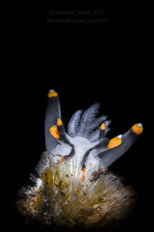 Thecacera picta. by Wayne Jones 