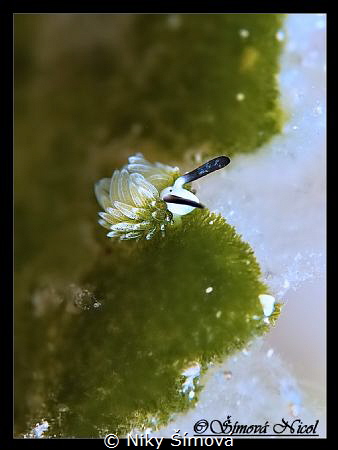 Costasiella usagi by Niky Šímová 
