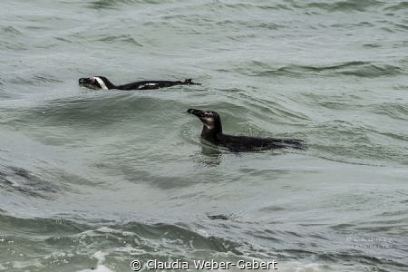 cape penguins - Boulders beach by Claudia Weber-Gebert 