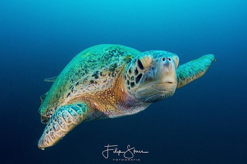 Close encounter, La Paz, Mexico. by Filip Staes 