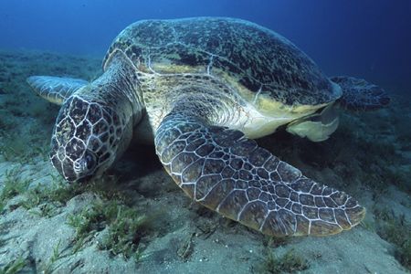 Whilst searching for the dugong in Marsa Alam egypt, we c... by Richard Smith 