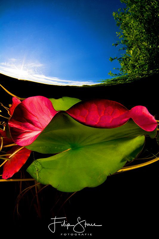 Leaves of  the waterlilies, Turnhout, Belgium. by Filip Staes 