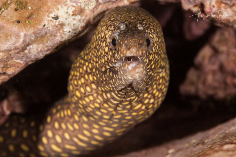 Leopard morey, Acapulco Mexico by Alejandro Topete 
