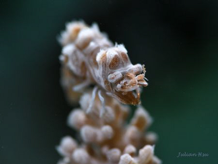 Humpback soft coral shrimp by Julian Hsu 