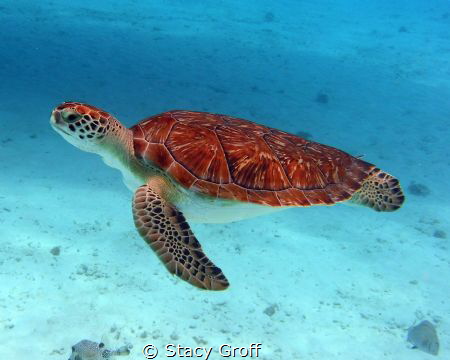 Turtle swimming off of Klein Curacao.  No lights used. by Stacy Groff 