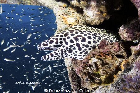 Spotted Moray in Boomsunk wreck by Deniz Muzaffer Gökmen 