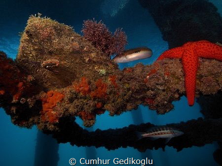 Under the jetty by Cumhur Gedikoglu 