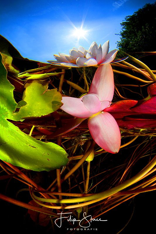 Waterlilies. by Filip Staes 