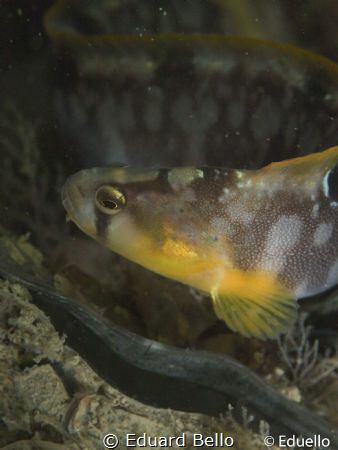 Botervis, Pholis gunnellus.  Butterfish at 9m depth at th... by Eduard Bello 