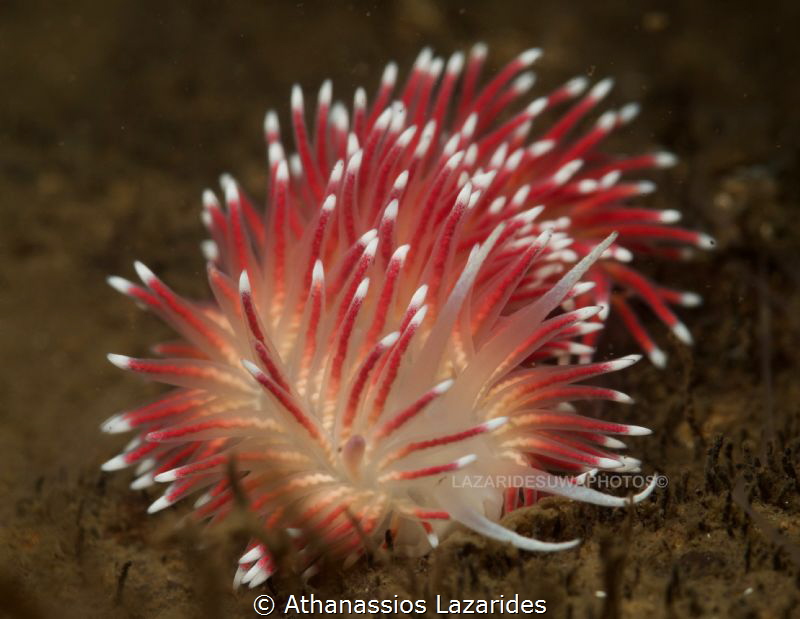 Carronella pellucida by Athanassios Lazarides 
