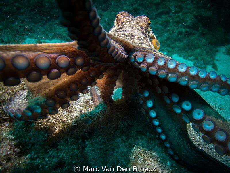 cameratakeover by Marc Van Den Broeck 