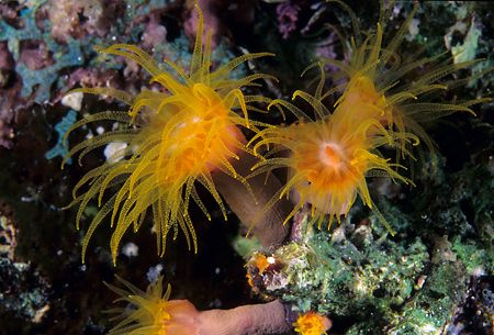 Coral polys.60mm. by Derek Haslam 